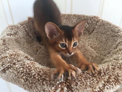 Mishka - Abyssinian - Gallery Photo #1