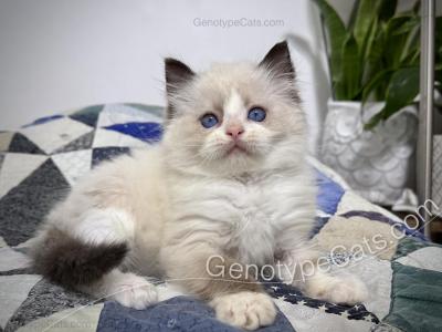 Nagini - Ragdoll - Gallery Photo #1
