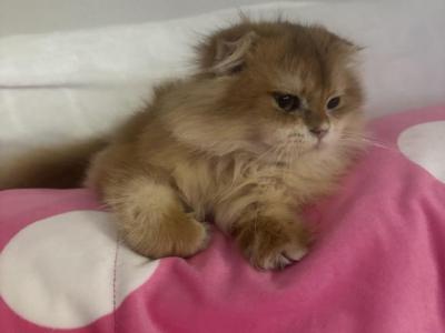 Franky - British Shorthair - Gallery Photo #1