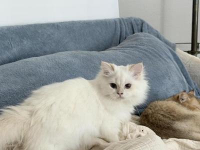 Mochi - British Shorthair - Gallery Photo #1