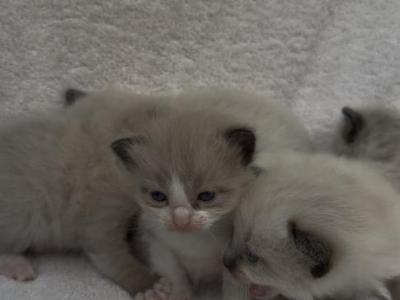 Mias Kittens - Ragdoll - Gallery Photo #1