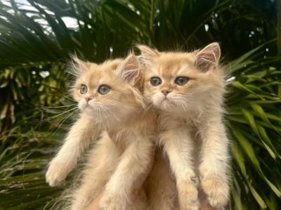 British Long Hair Golden Chinchilla Female Male - British Shorthair - Gallery Photo #1