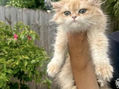 British Long Hair Golden Chinchilla Female - British Shorthair - Gallery Photo #1