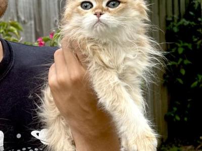 British Long Hair Golden Chinchilla  Male - British Shorthair - Gallery Photo #1