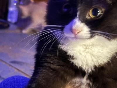 Fluffy - Domestic - Gallery Photo #1