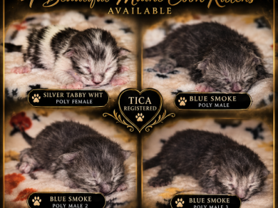 Journeys Littles - Maine Coon - Gallery Photo #1
