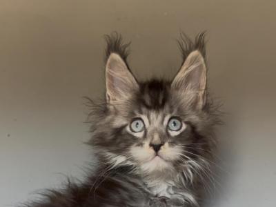 Yuvel - Maine Coon - Gallery Photo #1