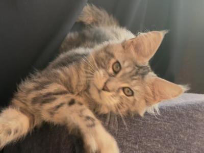 Ornella - Maine Coon - Gallery Photo #1