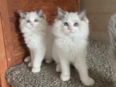 Stunning Ragdoll Kittens - Ragdoll - Gallery Photo #1
