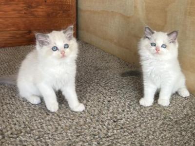 Stunning Ragdoll Kittens - Ragdoll - Gallery Photo #1