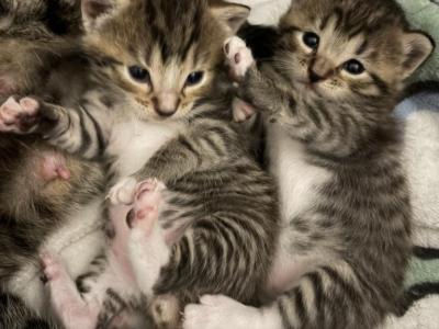 None Yet - American Shorthair - Gallery Photo #1