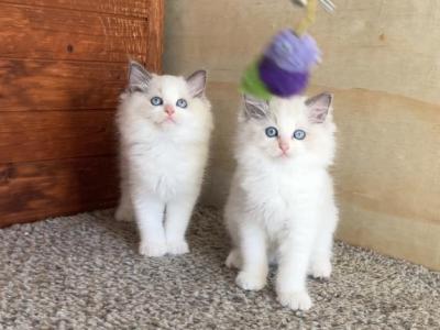 Sweet Ragdoll Girl Kitten - Ragdoll - Gallery Photo #1