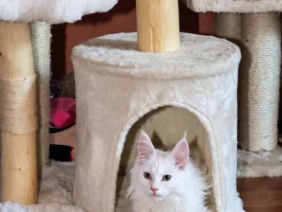 Anchor - Maine Coon - Gallery Photo #1