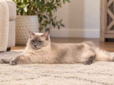 BOBBY - Ragdoll - Gallery Photo #1