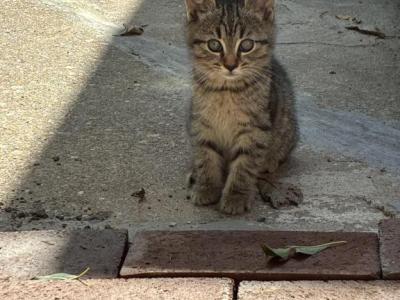 August Kitten Litter - Domestic - Gallery Photo #1