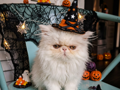 White Female Persian Kitten - Persian - Gallery Photo #1