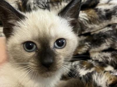 Siamese Kittens - Siamese - Gallery Photo #1