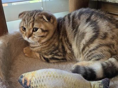 Bruno - Scottish Fold - Gallery Photo #1