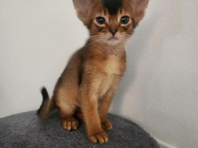 Barsik - Abyssinian - Gallery Photo #1