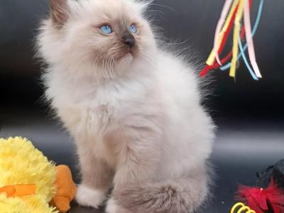 Ragdoll Seal Mit Girl Dark Pink Collar - Ragdoll - Gallery Photo #1