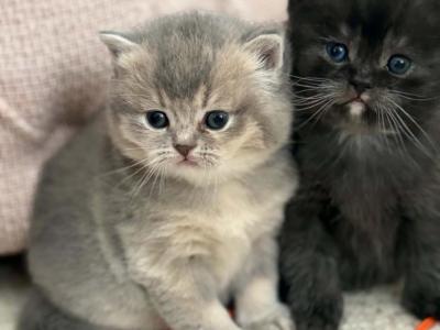 Dolly - British Shorthair - Gallery Photo #1
