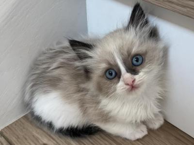 Blue Mink Bicolor Ragdoll Female - Ragdoll - Gallery Photo #1