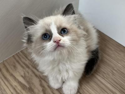 Bela - Ragdoll - Gallery Photo #1
