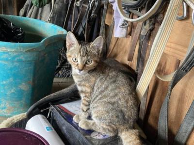 Nola - American Shorthair - Gallery Photo #1