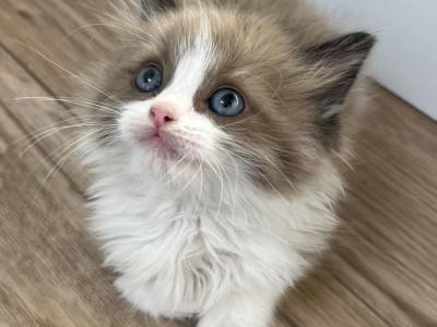 Seal Mink Bicolor Ragdoll Boy - Ragdoll - Gallery Photo #1
