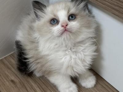 Blue Mink Bicolor Ragdoll Boy - Ragdoll - Gallery Photo #1