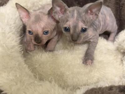 Blue Eyed Sphynx Kittens - Sphynx - Gallery Photo #1