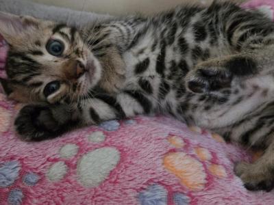 Fred - Bengal - Gallery Photo #1