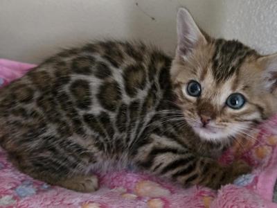 Wilma - Bengal - Gallery Photo #1