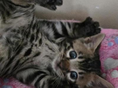 Barney - Bengal - Gallery Photo #1