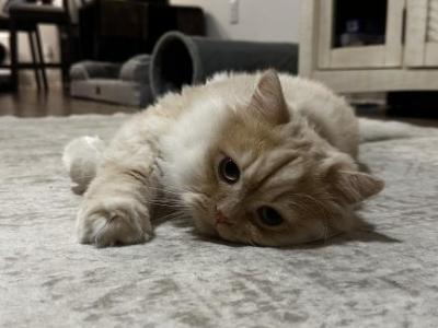 Percival - Persian - Gallery Photo #1