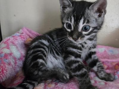 Betty - Bengal - Gallery Photo #1