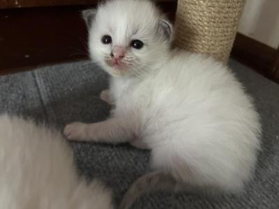 Brown - Ragdoll - Gallery Photo #1