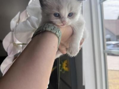 Simba - Ragdoll - Gallery Photo #1