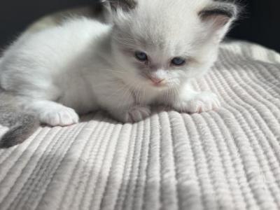 Mufasa - Ragdoll - Gallery Photo #1