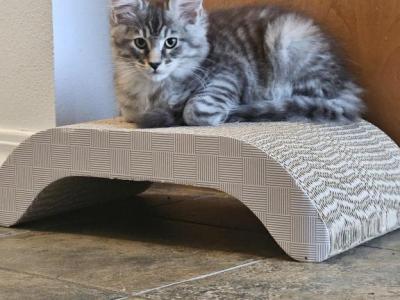 Kittens Maine Coon - Maine Coon - Gallery Photo #1