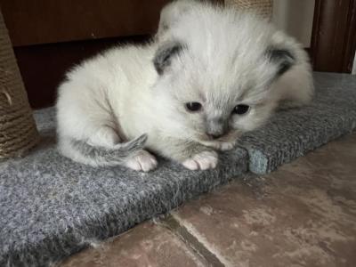 White - Ragdoll - Gallery Photo #1