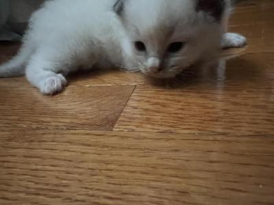 Grey - Ragdoll - Gallery Photo #1