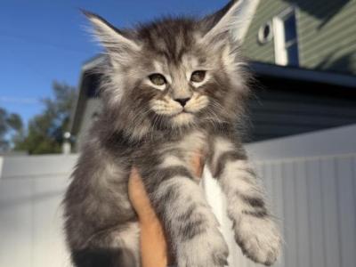 Dark Green Collar - Maine Coon - Gallery Photo #1