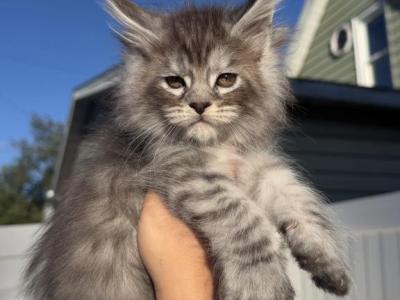 Neon Green Collar - Maine Coon - Gallery Photo #1
