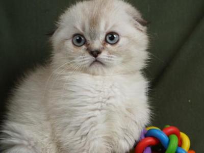 Oscar - Scottish Fold - Gallery Photo #1