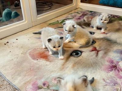 Aponi Love Nation - Ragdoll - Gallery Photo #1