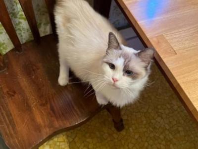 Aponi Love Nation - Ragdoll - Gallery Photo #1