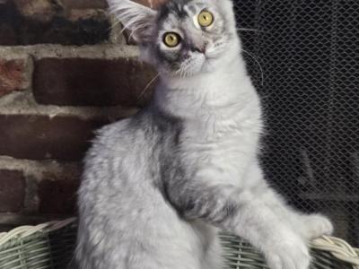 SIA - Maine Coon - Gallery Photo #1