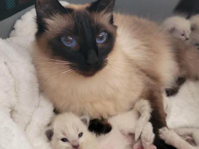 Ready In December - Siamese - Gallery Photo #1