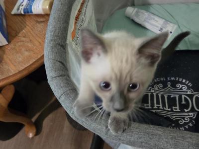 Gorgeous Blue Point Females Ready Now - Siamese - Gallery Photo #1